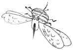 Little Bugs Poem Example